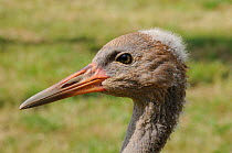 Close up portrait of a Common / Eurasian Crane (Grus grus) chick, ten weeks. Captive reared by the Great Crane Project, WWT Slimbridge, Gloucestershire, UK, July 2011.