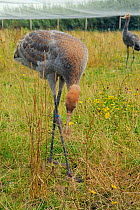 Common / Eurasian Crane (Grus grus) chick, ten weeks, foraging in outdoor netted enclosure. Captive reared by the Great Crane Project, WWT Slimbridge, Gloucestershire, UK, July 2011.