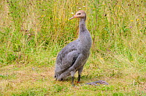 Common / Eurasian Crane (Grus grus) chick, ten weeks, kneeling on its ankles to rest. Captive reared by the Great Crane Project, WWT Slimbridge, Gloucestershire, UK, July 2011.