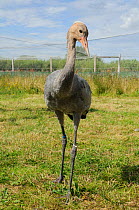 Portrait of a Common / Eurasian Crane (Grus grus) chick, ten weeks, with downy head. Captive reared by the Great Crane Project, WWT Slimbridge, Gloucestershire, UK, July 2011.
