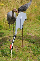 Common / Eurasian Crane (Grus grus) chick, ten weeks, pecking adult crane cut out decoy in feeding posture. Captive reared by the Great Crane Project, WWT Slimbridge, Gloucestershire, UK, July 2011.