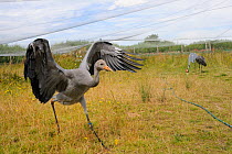 Common / Eurasian Crane (Grus grus) chick, ten weeks, learning to fly in outdoor enclosure. Captive reared by the Great Crane Project, WWT Slimbridge, Gloucestershire, UK, July 2011.