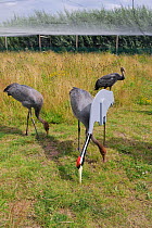 Common / Eurasian Crane (Grus grus) chicks, ten weeks, learning to feed on grain scattered around adult crane cut out decoy in feeding posture. Captives reared by the Great Crane Project, WWT Slimbrid...
