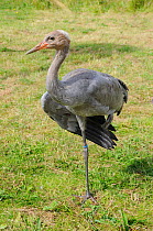 Common / Eurasian Crane (Grus grus) chick, ten weeks, standing on one leg and stretching a wing. Captive reared by the Great Crane Project, WWT Slimbridge, Gloucestershire, UK, July 2011.