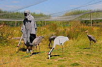 Common / Eurasian Crane (Grus grus) chicks, ten weeks, being taught to look for food on the ground by surrogate crane parent wearing grey smock and holding model adult head, with adult decoy in feedin...