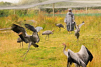 Common / Eurasian Crane (Grus grus) chicks, ten weeks, learning to fly in outdoor enclosure, running and wingflapping to take off briefly with surrogate parent in a grey smock looking on. Captives rea...