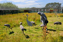 Common / Eurasian Crane (Grus grus) chicks, ten weeks, being taught to look for food on the ground by surrogate crane parent wearing grey smock probing ground with model adult head, near adult crane c...