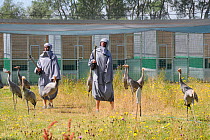 Common / Eurasian Crane (Grus grus) chicks, ten weeks, being taught to look out for aerial threats by surrogate crane parents wearing grey smocks and holding model adult heads. Captives reared by the...