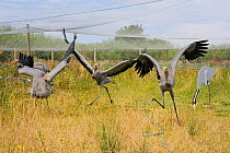 Common / Eurasian Crane (Grus grus) chicks learning to fly in outdoor enclosure by running to take off briefly. Captives reared by the Great Crane Project, WWT Slimbridge, Gloucestershire, UK, July 20...