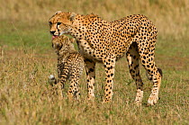 Cheetah (Acinonyx jubatus) mother greeting lost cub, Masai Mara Game Reserve, Kenya, East Africa