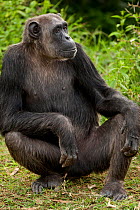 Common Chimpanzee (Pan troglodytes) posing in Sweetwater Conservancy, Kenya, captive
