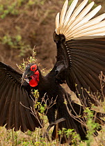 Ground hornbill (Bucorvus leadbeateri / cafer)hunting, with grasshopper caught in mid air, wings spread,  Masai Mara Game Reserve, Kenya, East Africa, Vulnerable species