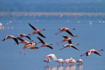 Lesser flamingos (Phoenicopterus minor) flock in flight, Lake Nakuru NP, Kenya, East Africa