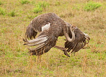 Masai ostrich (Struthio camelus) female, courtship display, shaking her wing feathers, Masai Mara Game Reserve, Kenya, East Africa