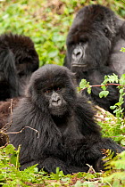 Mountain gorilla (Gorilla beringei beringei) Amahoro group, silverback, female and baby family group, Volcanoes National Park, Rwanda, East Africa, October