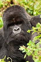 Mountain gorilla (Gorilla beringei beringei) Amahoro group, silverback, portrait, Volcanoes National Park, Rwanda, East Africa, October