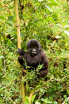 Mountain gorilla (Gorilla beringei beringei) Agashya group, baby climbing bamboo, Rwamikore crater,  Volcanoes National Park, Rwanda, East Africa, October