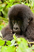 Mountain gorilla (Gorilla beringei beringei) Agashya group, baby, portrait, Rwamikore crater,  Volcanoes National Park, Rwanda, East Africa, October