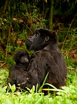 Mountain Gorilla (Gorilla beringei beringei) Sabyinyo Group, mother with baby, Volcanoes National Park, Rwanda, East Africa