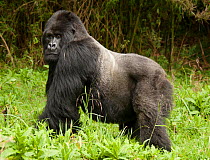 Mountain Gorilla (Gorilla beringei beringei) Sabyinyo Group, Silverback in meadow, Volcanoes National Park, Rwanda, East Africa