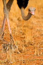 Masai Ostrich (Struthio molybdophanes) male with chick, Samburu Game Reserve, Kenya, East Africa