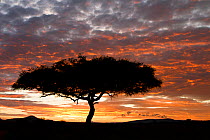 Silhouette of Acacia tree at sunrise, Masai Mara Game Reserve, Kenya, East Africa