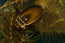 Male Great Diving Beetle (Dytiscus marginalis) on Soft Hornwort (Ceratophyllum submersum). Captive. Herefordshire, UK, August.