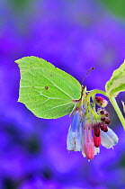 Male Brimstone Butterfly (Gonepteryx rhamni) at rest on comfrey flower, its wings perfectly mimicking a leaf. Dorset, UK, April.