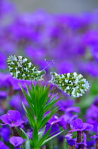 Orange Tip Butterflies (Anthocharis cardamines) at rest on a background of purple flowers. Dorset, UK, April.