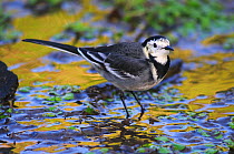 Adult Pied Wagtail (Motacilla alba yarrellii) standing in shallow water. Dorset, UK, January.