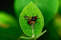 Adult Common Rufous Parasitic Fly (Tachina fera) at rest on wayfaring tree leaf. Dorset, UK, August.
