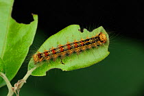Gypsy Moth (Lymantria dispar) caterpillar on a leaf. Near Neum at border between Croatia & Bosnia, May.