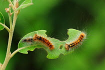 Gypsy Moth (Lymantria dispar) caterpillars feeding on a leaf. Near Neum at border between Croatia & Bosnia, May.