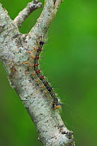 Gypsy Moth (Lymantria dispar) caterpillar climbing a twig. Near Neum at border between Croatia & Bosnia, May.