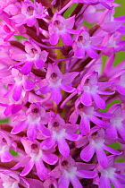 Orchid (Anacamptis coriophora) flower spike close-up. Croatia, May.