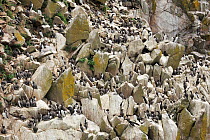 A colony of Common Guillemots (Uria aalge) on rugged, guano-covered rocks. Great Saltee Island, of Kilmore Quay, County Wexford, Republic of Ireland, June.