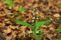 Lily of the Valley (Convallaria majalis) growing through fallen leaves. Plitvice National Park, Croatia, May.