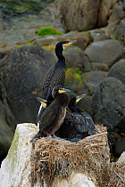 Common cormorant (Phalacrocorax carbo) adult with fledging chicks on nest perched on coastal rocks. Little Saltee Island, Kilmore Quay, County Wexford, Republic of Ireland, June.