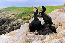 Common cormorant (Phalacrocorax carbo) adult and chicks on nest above coastal rocks. Little Saltee Island, Kilmore Quay, County Wexford, Republic of Ireland, June.