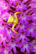 Goldenrod Crab Spider (Misumena vatia) on purple flowers. Near Cilipi, south of Dubrovnik, Croatia, May.