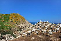 Gannet (Morus bassanus) colony above coastal rocks. Great Saltee Island, Kilmore Quay, County Wexford, Republic of Ireland, June.