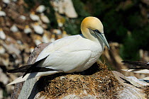 Gannet (Morus bassanus) on its nest with colony in the background. Great Saltee Island, Kilmore Quay, County Wexford, Republic of Ireland, June.