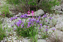 Wild Gladiolius (Gladiolius illyicus) and other flowers growing on stoney ground. Peljesac peninsula near Orebic, Croatia, May.