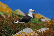 Lesser Black Backed gull (Larus fuscus) perched on a rock. Great Saltee Island, Kilmore Quay, County Wexford, Republic of Ireland, June.