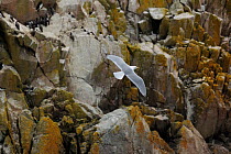 Herring gull (Larus argentatus) in flight over coastal rocks. Great Saltee Island, of Kilmore Quay, County Wexford, Republic of Ireland, June.