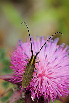 Longhorn Beetle (Agapanthia villosoviridescens) on a flower. North of Grebastica, Sibenik Split road, Croatia, May.