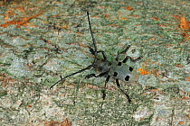 Longhorn Beetle (Morimus funereus). North of Grebastica, Sibenik Split road, Croatia, May.