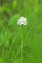 Orchid (Neotinea tridentata) in flower, white morph. North of Plitvice National Park, Croatia, May.