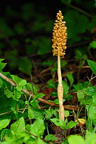 Bird's Nest Orchid (Neottia nidus-avis) in flower. This species is non-photosynthetic and gains nutrients from other plants' roots and from symbiotic relationships with fungi. North of Plitvice Nation...