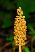 Bird's Nest Orchid (Neottia nidus-avis) in flower. This species is non-photosynthetic and gains nutrients from other plants' roots and from symbiotic relationships with fungi. North of Plitvice Nation...